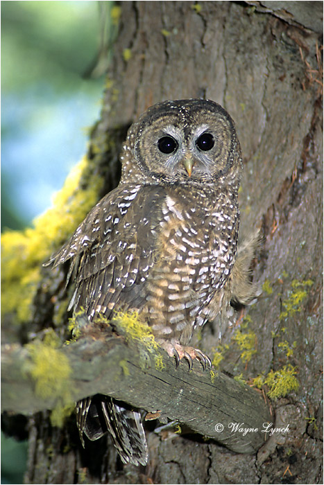 Northern Spotted Owl 108  by Dr. Wayne Lynch &copy;